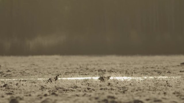Black grouse lek in early morning