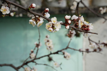 Branch of apricot with buds and white pink flowers in spring on green andearly background in spring