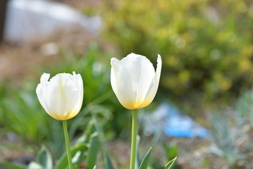 白いチューリップの花