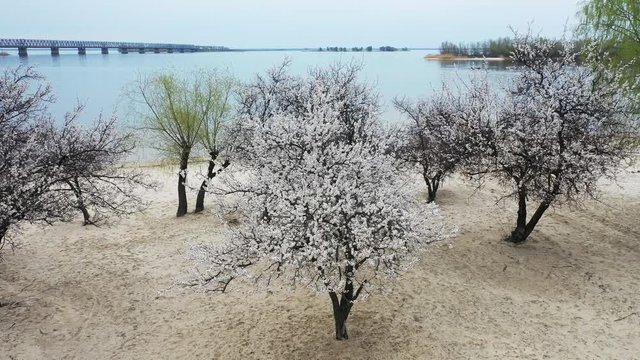 Aerial: Flying over Flowering trees of apricot blossoms against the background of the landscape with the river and the bridge.