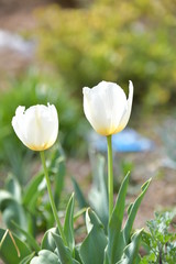 白いチューリップの花