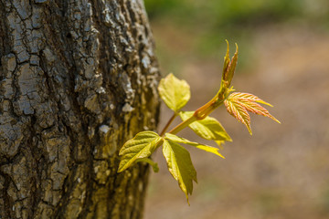 Spring sprouts, yellow-green，Tree bud