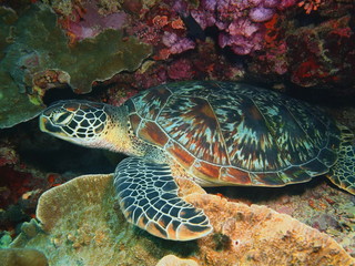 Obraz na płótnie Canvas The amazing and mysterious underwater world of Indonesia, North Sulawesi, Bunaken Island, sea turtle