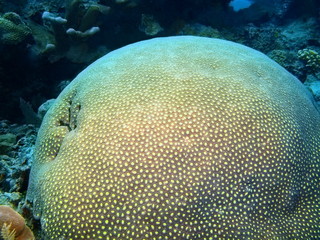 The amazing and mysterious underwater world of Indonesia, North Sulawesi, Bunaken Island, stone coral