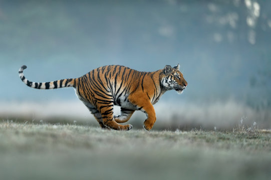 Tiger hunting on foggy morning. Siberian tiger, dangerous animal, Panthera tigris altaica.