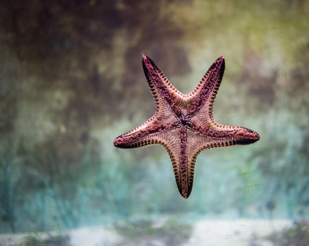 starfish
