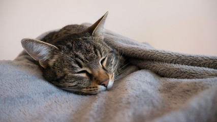 A comfortable cat in the blanket is asleep