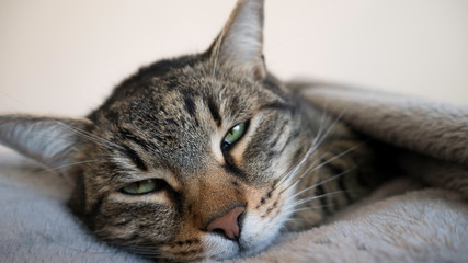 Sleepy cat with a green eyes