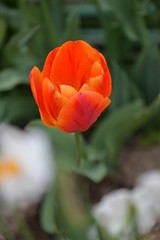 オレンジ色のチューリップ