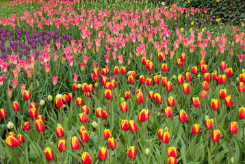 colorful tulips flowers blooming in a garden