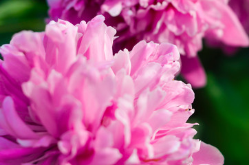 Bush of pink peony in the summer garde