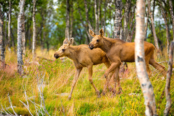Naklejka na ściany i meble Two Moose Calves Walking In Forest At Summer