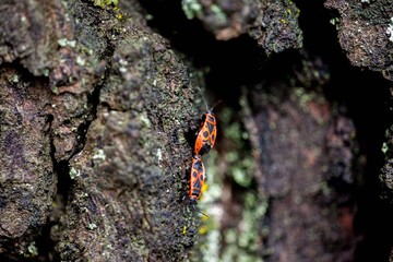 butterfly on a tree