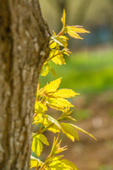 Spring sprouts, yellow-green，Tree bud
