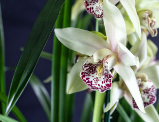 Cymbidium orchid flower isolated on dack background.