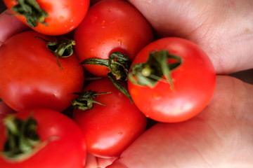 Several red tomatoes in the palms of a girl