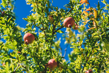 Pomegranate fruit on a branch