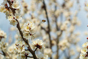 Apricot blossom and bee, resh spring backgrund.