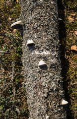 Small fungus mushrooms, grown on the old birch in the forest.