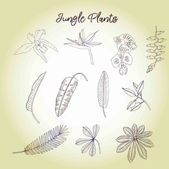 Jungle plants sketches. Hand Drawn Background
