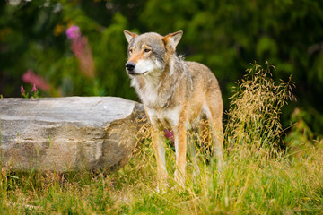 Naklejka na ściany i meble Wolf Standing On Field By Rock In Forest