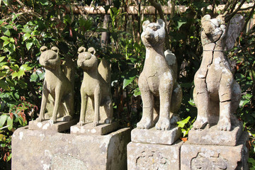 statues of foxes in a shinto temple (jozan inari) in matsue (japan)