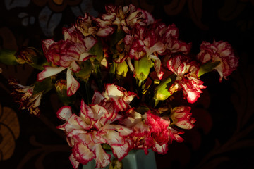 Carnations standing in the shade