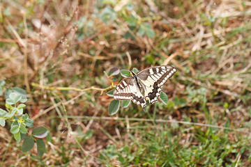 weißer Schmetterling auf brauner Wiese