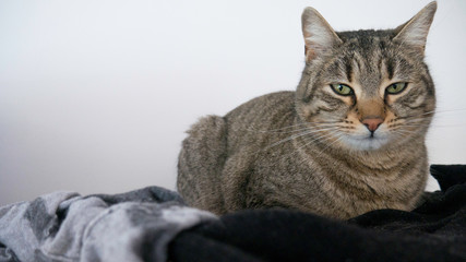 Tabby cat lying on the clothes