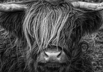 Highlander, Highland Cow, Scotland - obrazy, fototapety, plakaty