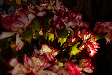Carnations standing in the shade