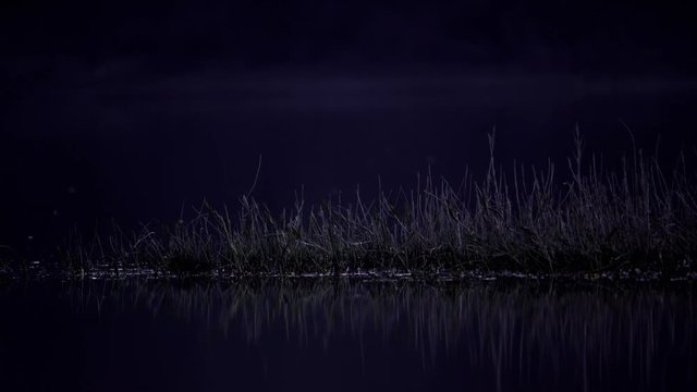 Coypu, River Rat, Nutria on the Danube in the evening