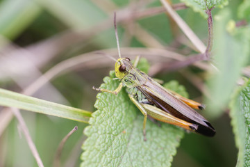 Heuschrecke auf grünem Blatt