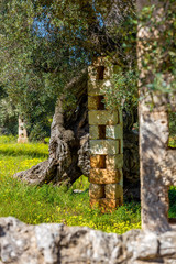 Fototapeta na wymiar Olivenbaum in Italien