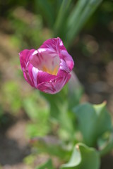 紫色のチューリップ