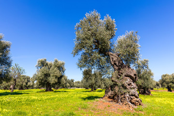 Olivenbaum in Italien