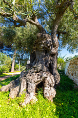 Olivenbaum in Italien