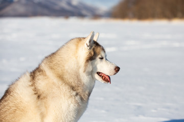 Gorgeous, free and happy siberian Husky dog sitting on the snow in winter forest on sunny day on mountain background
