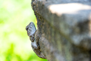 chameleon on wood old native of thailand on green bokeh background.