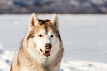 Gorgeous, free and happy siberian Husky dog sitting on the snow in winter forest on sunny day on mountain background