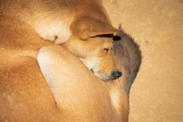 animal portrait of the puppy dog yellow lying on ground - Image