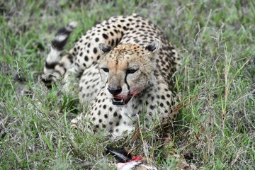 Cheetah mit blutiger Schnauze