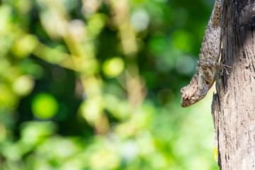 chameleon on wood old native of thailand on green bokeh background.