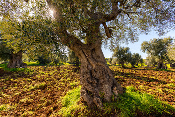 Olivenbaum in Italien