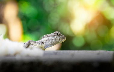 chameleon on wood old native of thailand on green bokeh background.