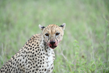 Cheetah mit blutiger Schnauze