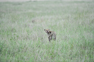 Cheetah im Gras