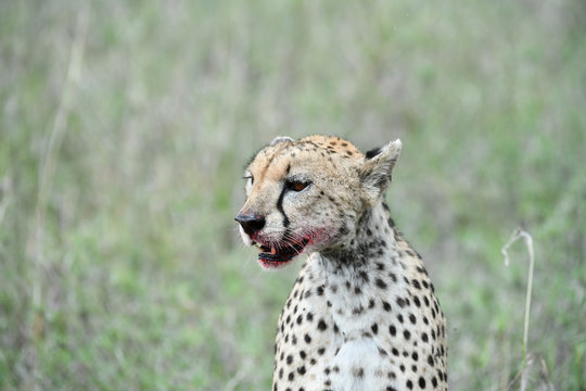 Cheetah mit blutiger Schnauze