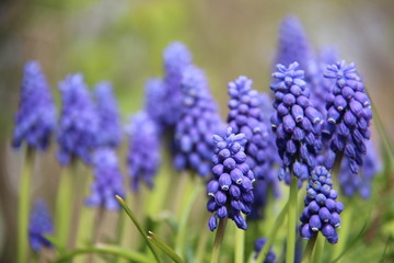 Spring Flowers Bluebells  With Leaves And Blurs Background