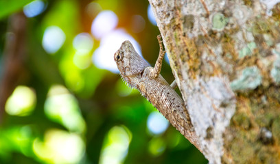 chameleon on wood old native of thailand on green bokeh background.